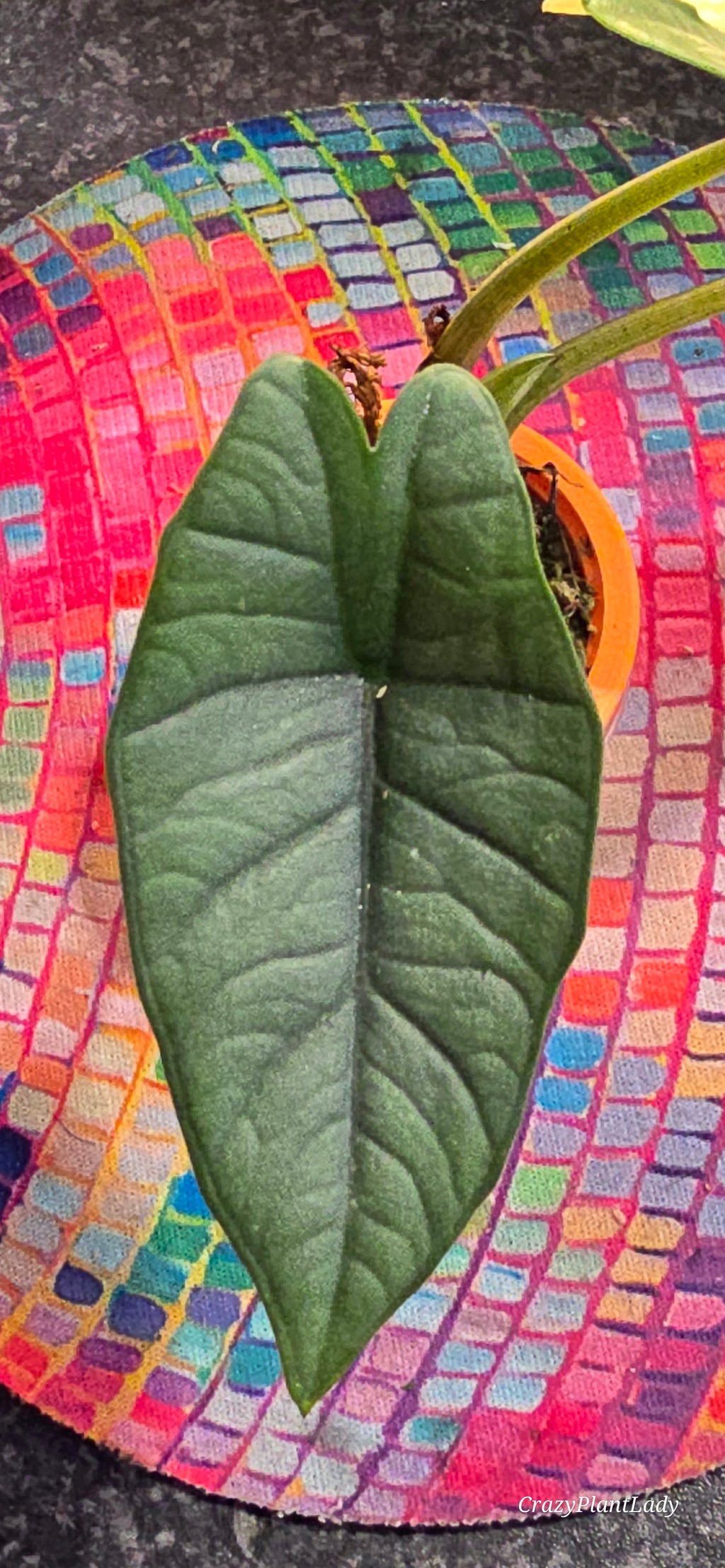 Alocasia Platinum Albo Plantlet 🌈🪴🩷