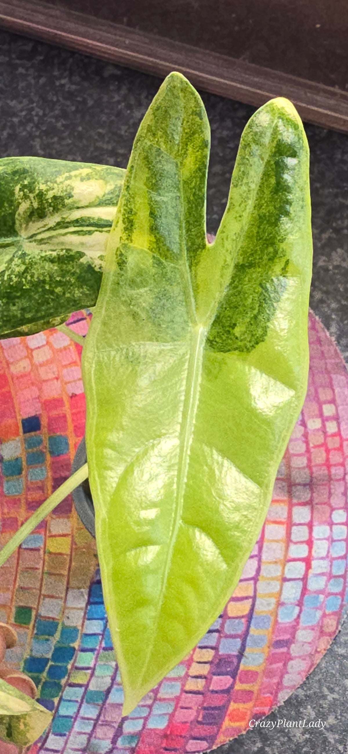 Alocasia Longiloba Aurea 🌈🪴🩷