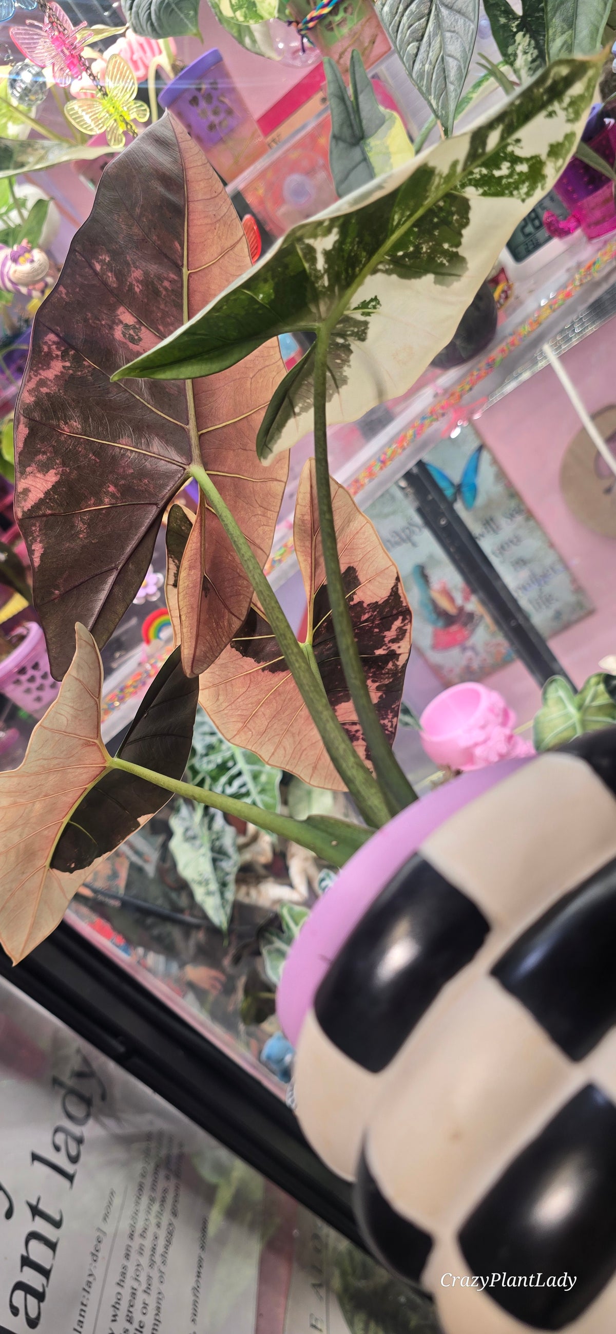 Alocasia Scabriuscula Albo Pink Variegated 🌈🪴💗
