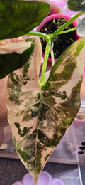 Alocasia Scabriuscula Albo Pink Variegated 🌈🪴💗