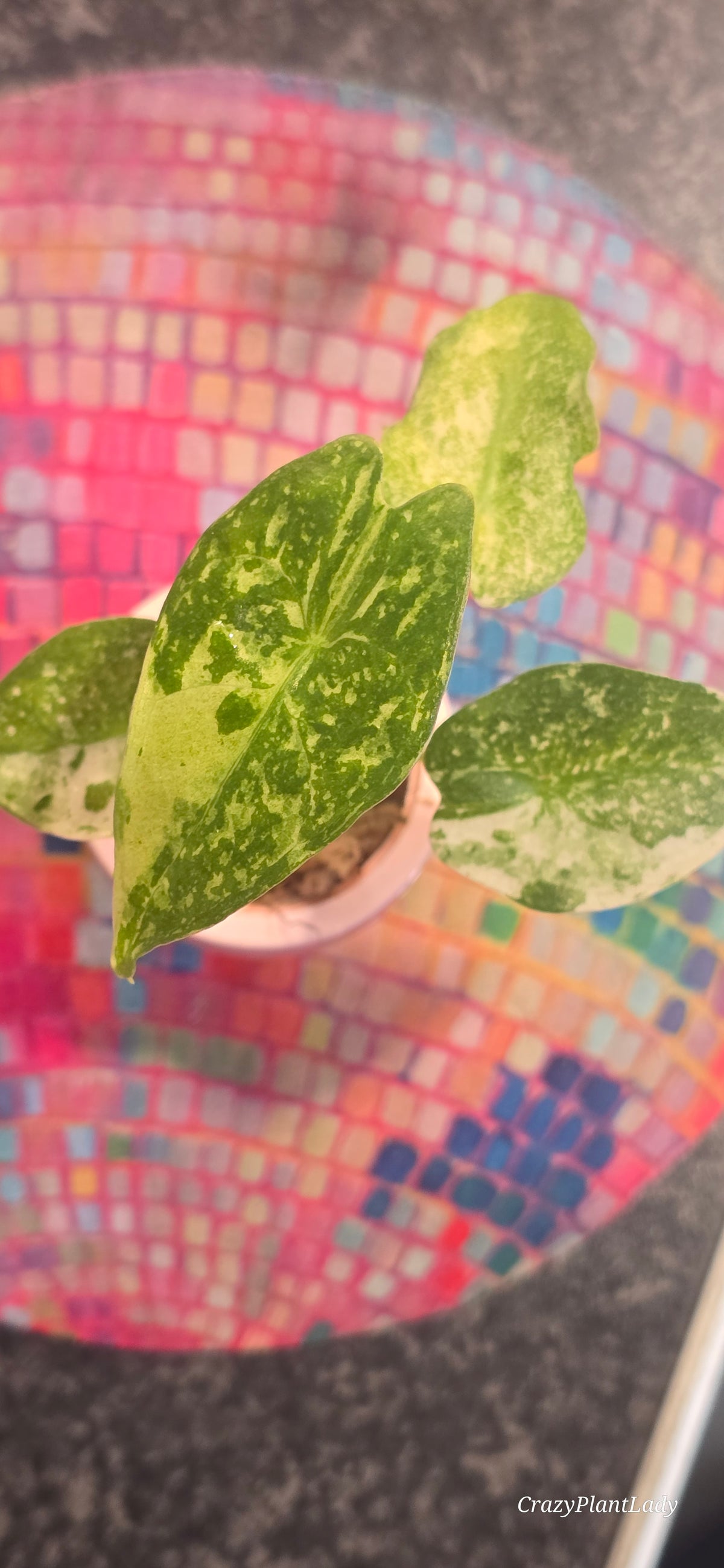 Alocasia Longiloba Thai Constellation Plantlet 🌈🪴🩷