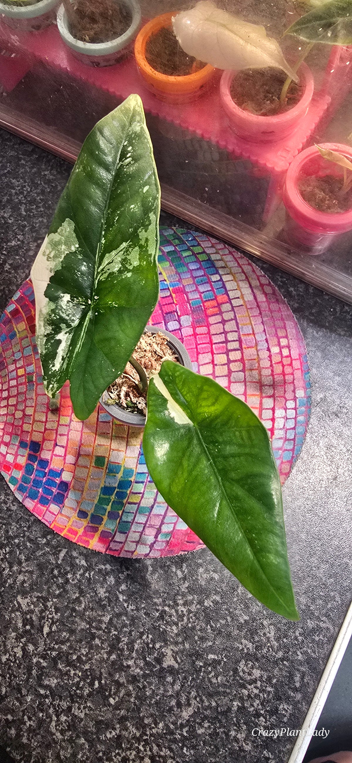 Alocasia Simpo Albo 🌈🪴🩷