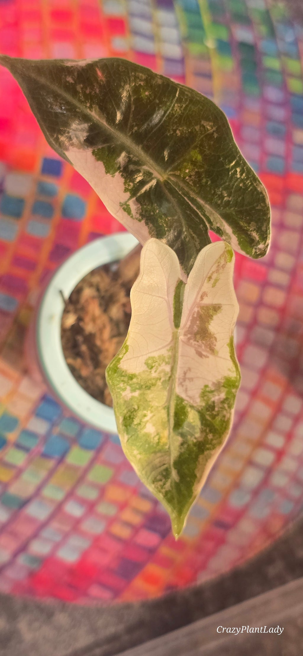 Alocasia Pseudo Sanderiana Pink — Exact Plant 💖