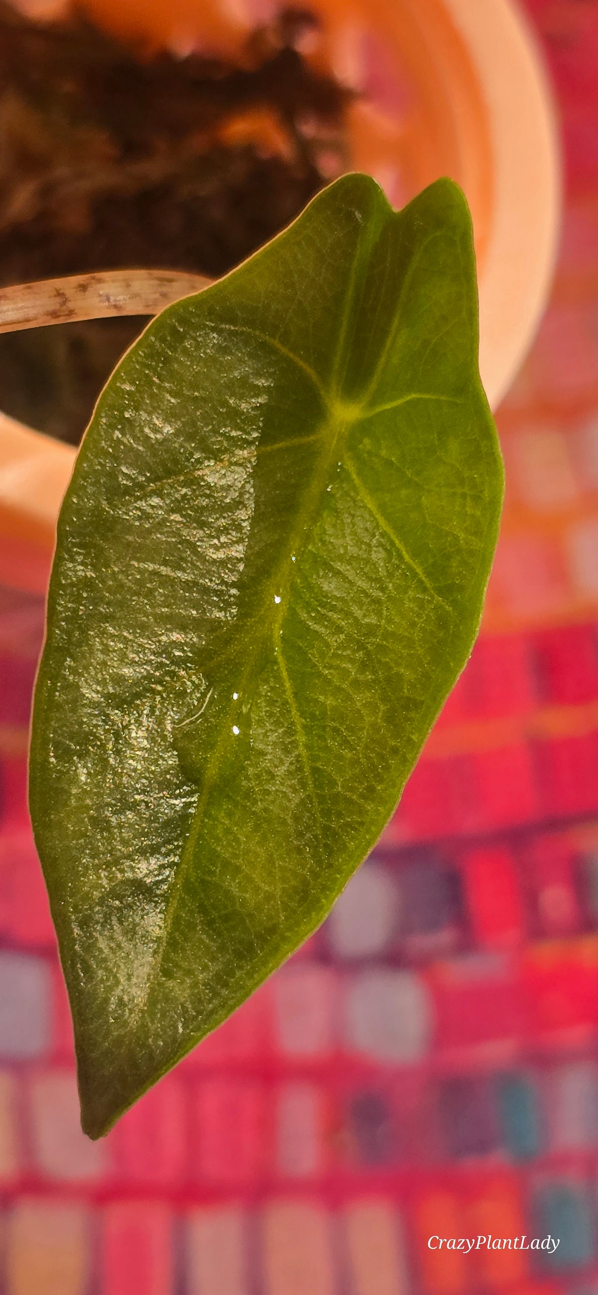 Alocasia Heterophylla Metallic Blue Aurea