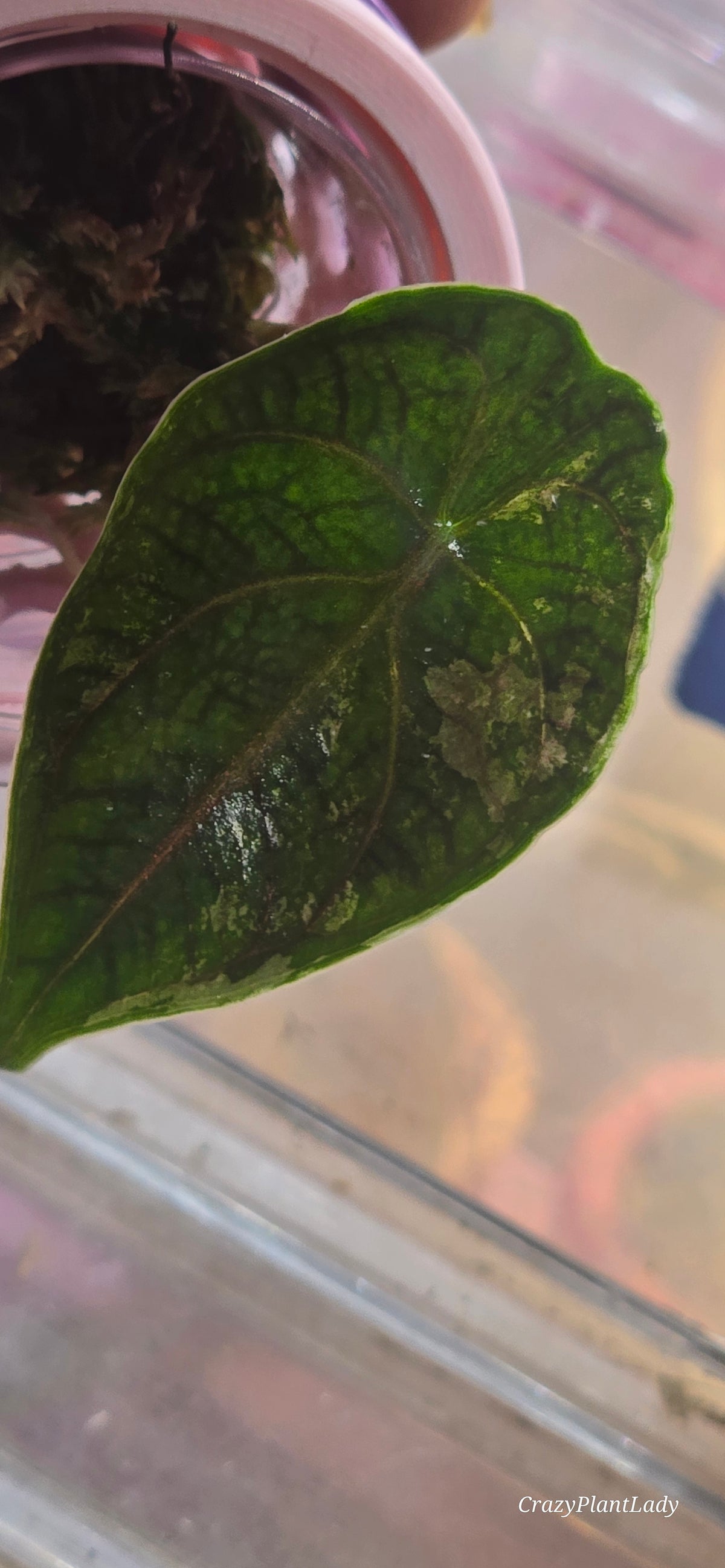 Alocasia Azlanii Albo Pink 🌈🪴🩷