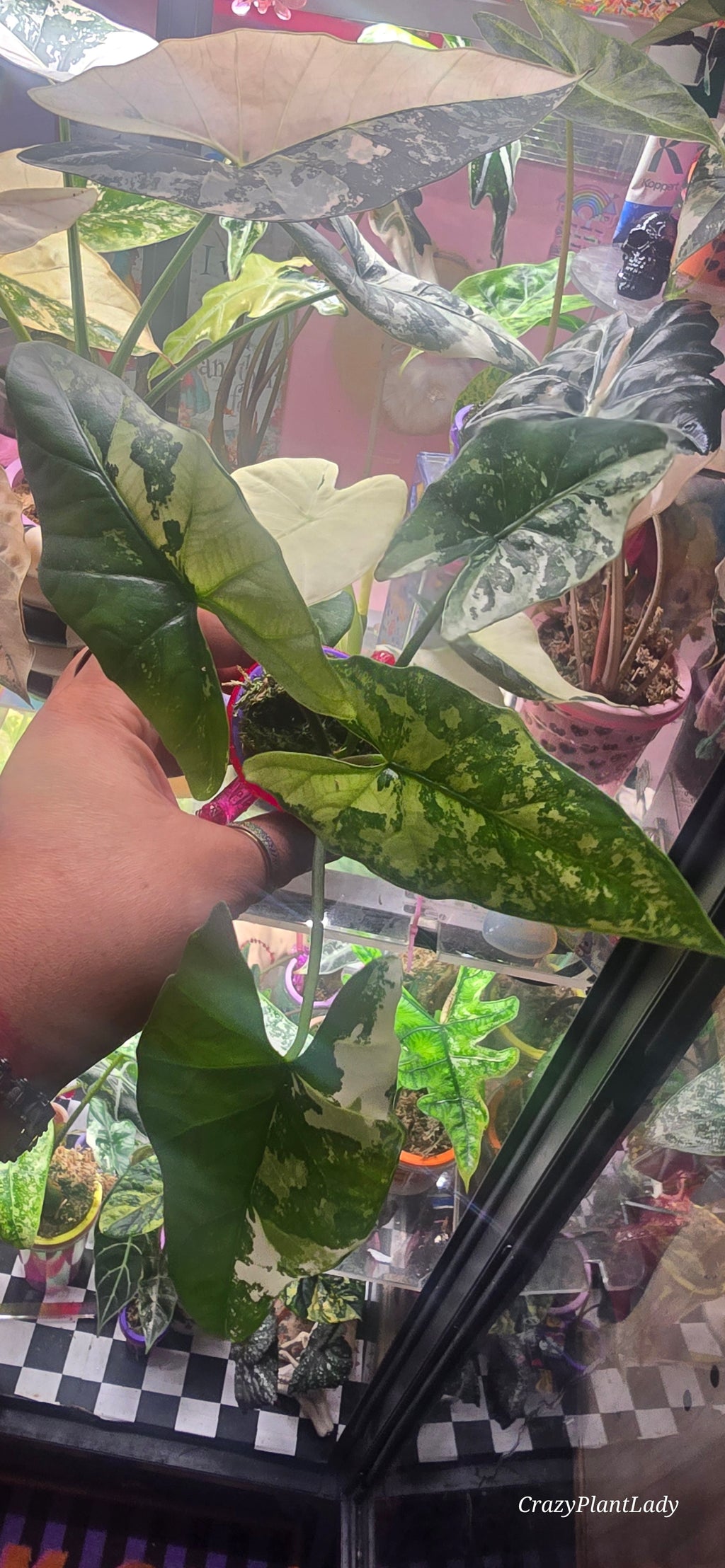 Alocasia Simpo Albo 🌈🪴💜