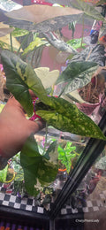 Alocasia Simpo Albo 🌈🪴💜