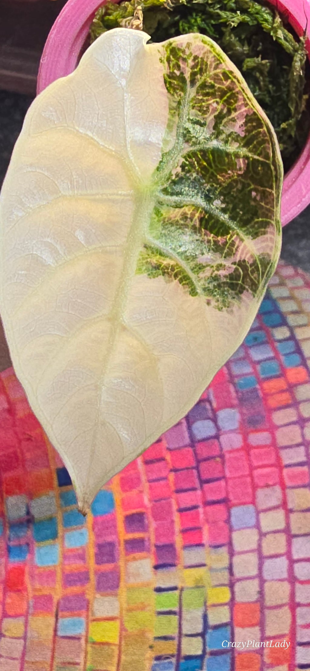 Alocasia Watsoniana Albo Pink 🌈🪴🩷