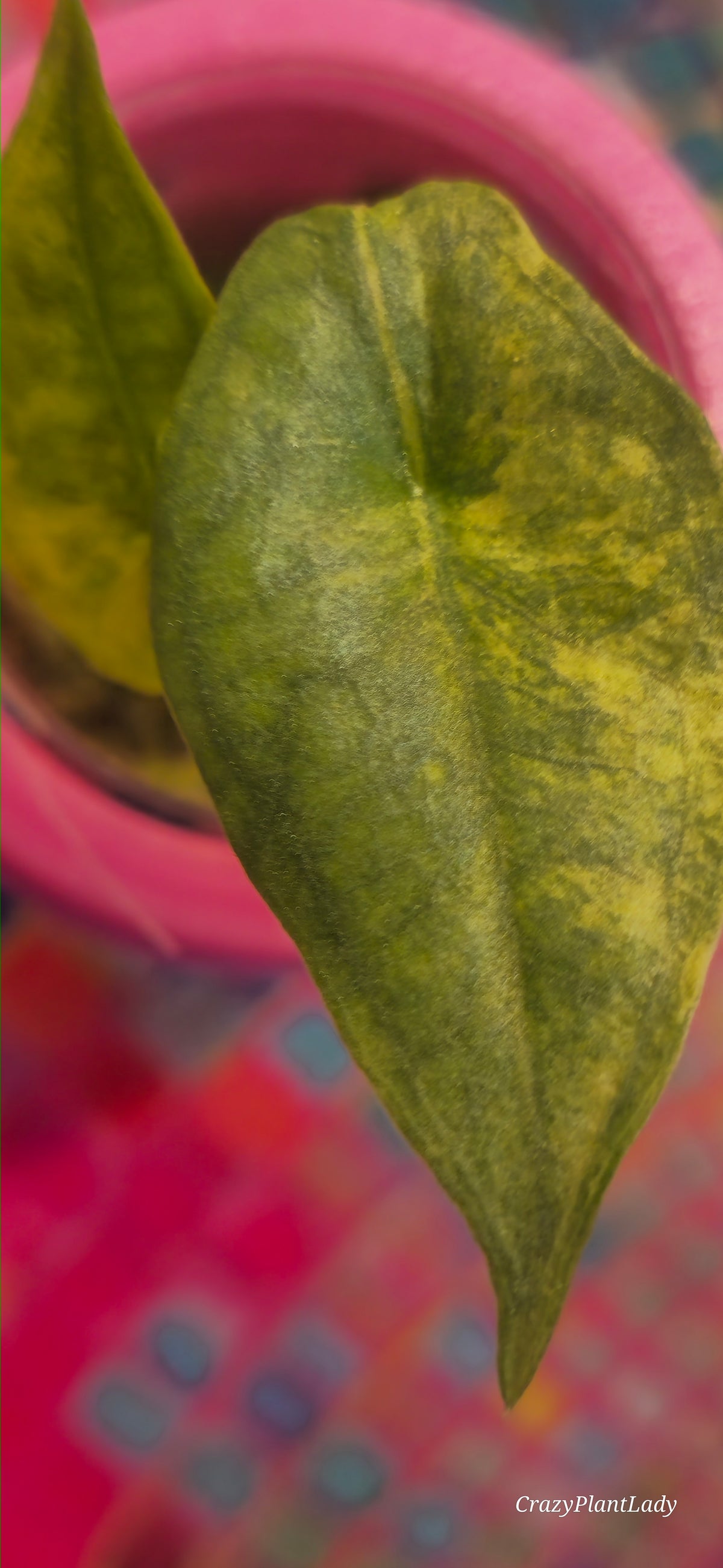 Alocasia Dragonsbreath Aurea Baby Plant 🌈🪴🩷