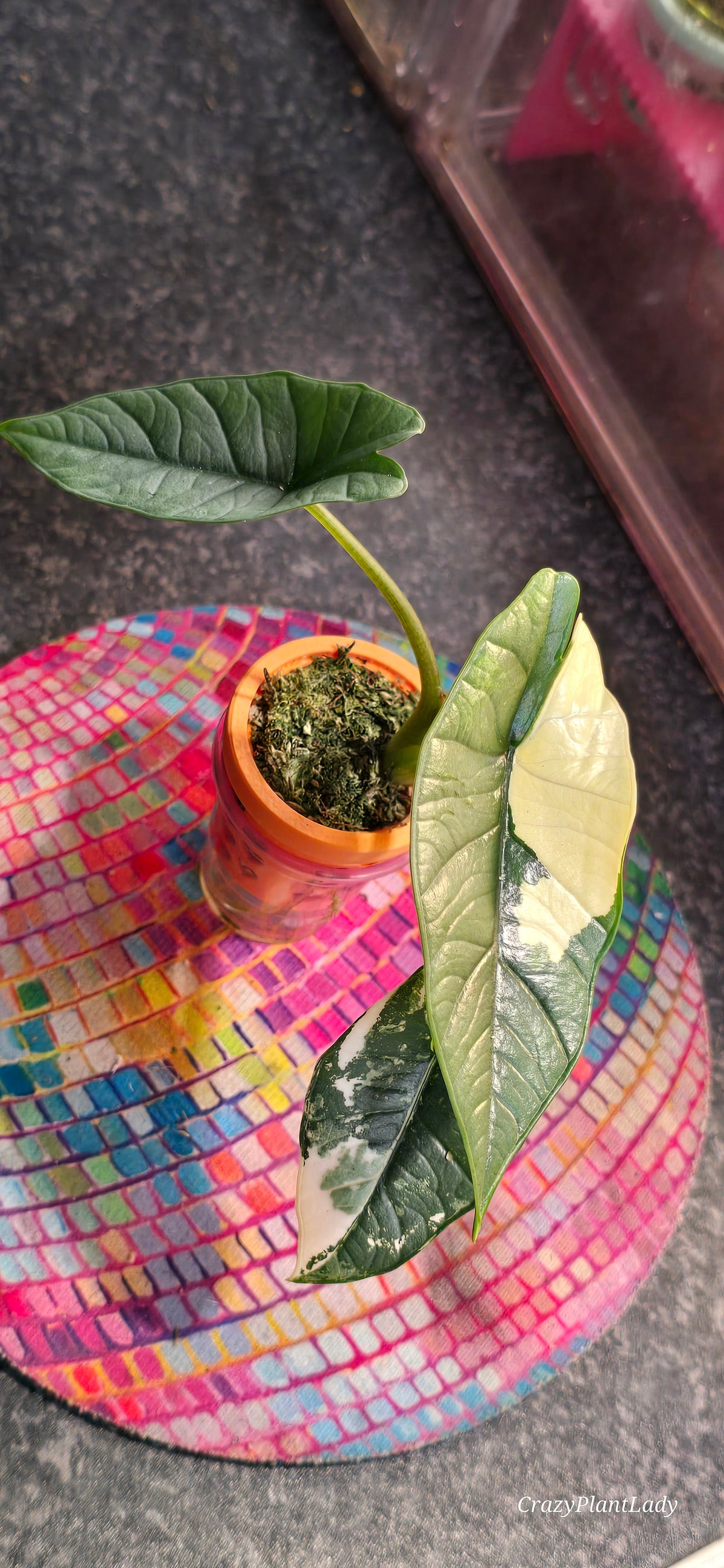 Alocasia Platinum Albo Plantlet 🌈🪴🩷