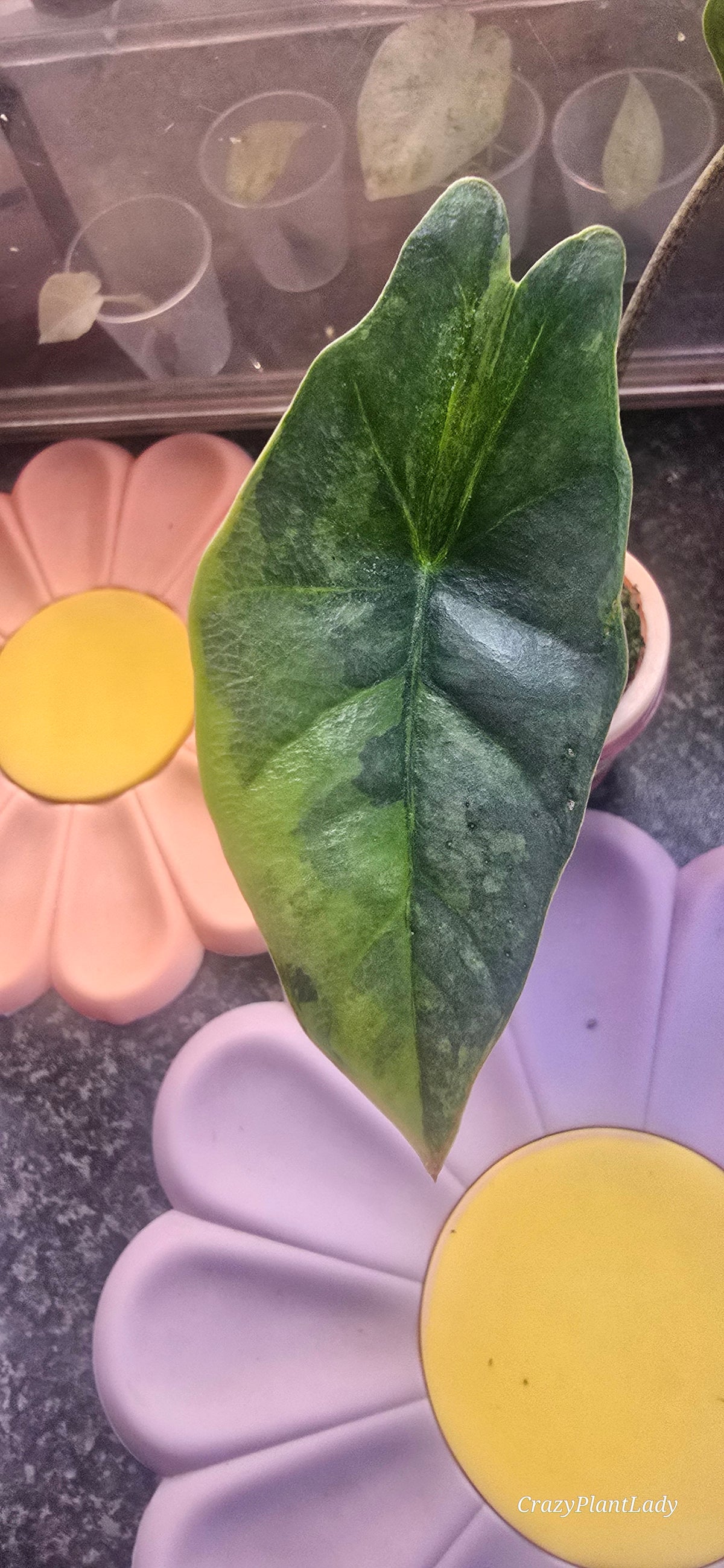 Alocasia Heterophylla Metallic Blue Aurea Variegated 💙🌈✨