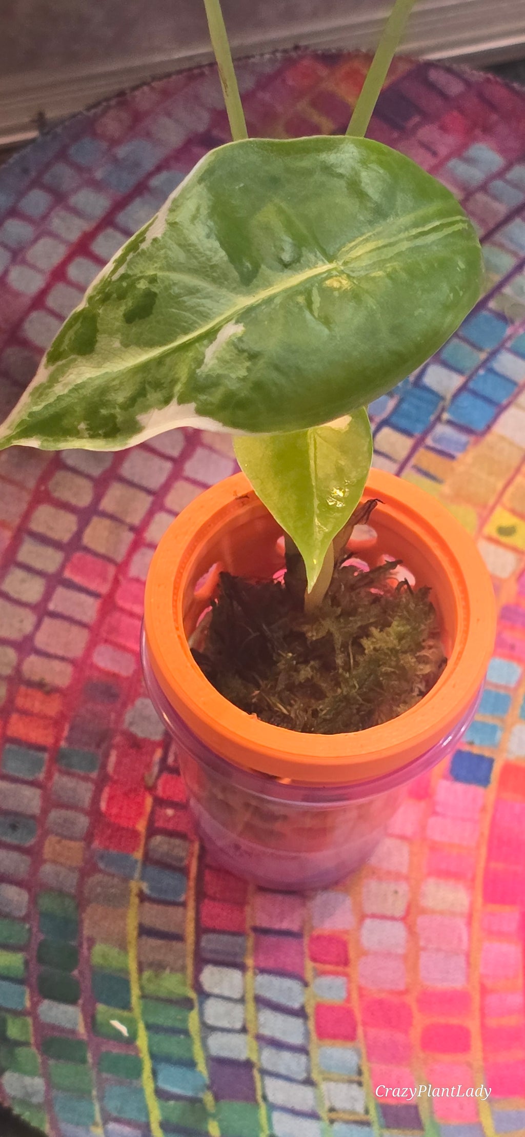 Alocasia Longiloba Albo (Pink Back) 🌸🤍✨