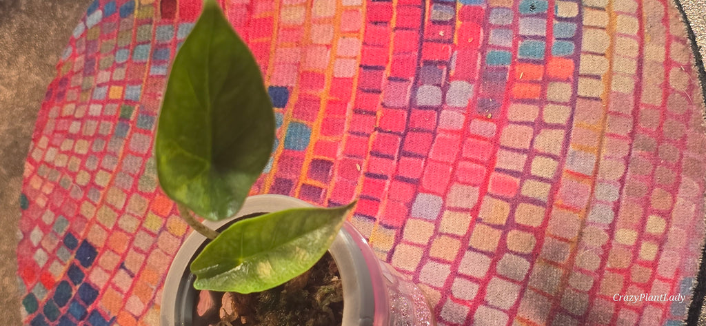 Alocasia Heterophylla Metallic Blue Aurea