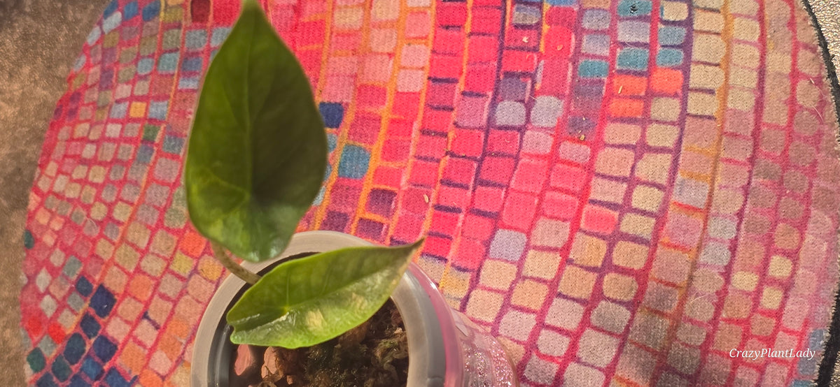 Alocasia Heterophylla Metallic Blue Aurea