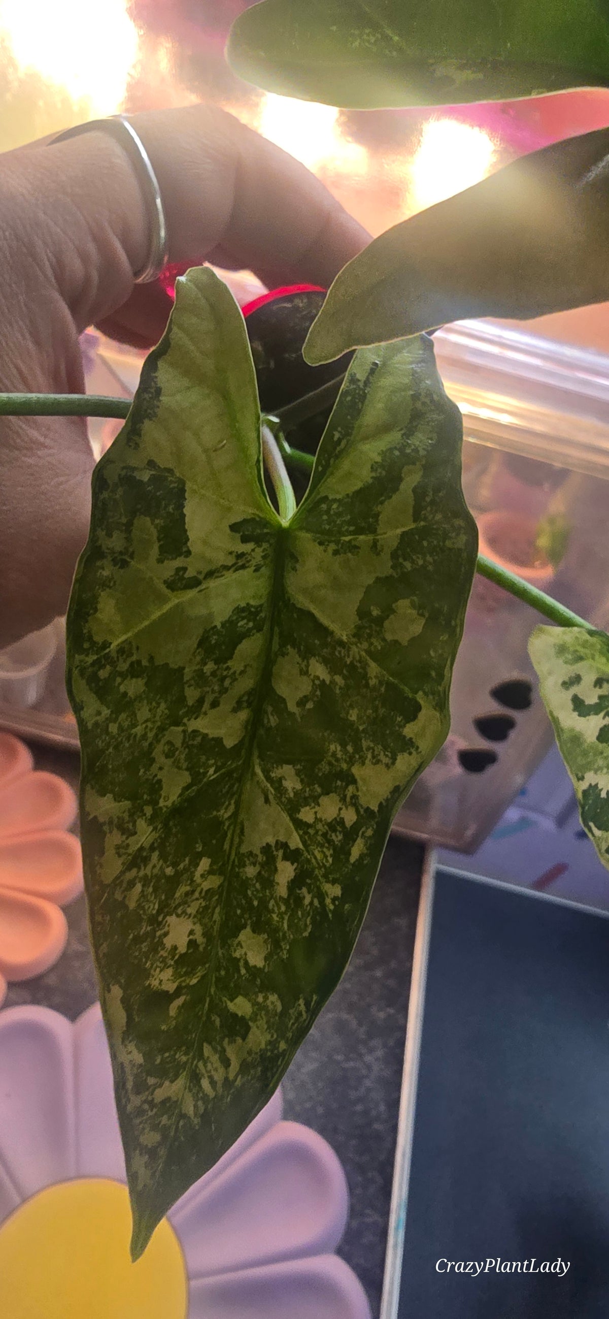 Alocasia Simpo Albo 🌈🪴💜