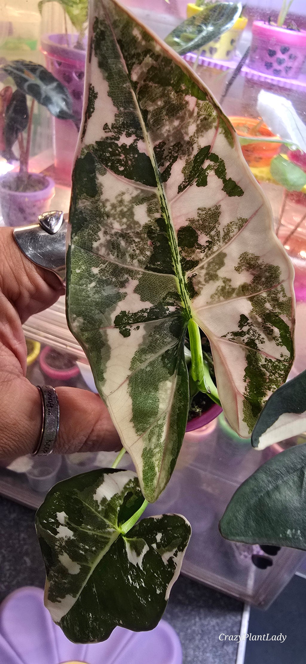 Alocasia Scabriuscula Albo Pink Variegated 🌈🪴💗