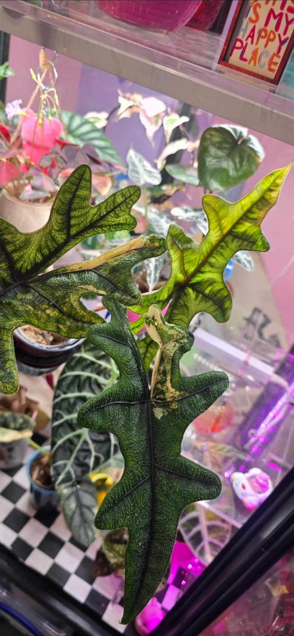 Alocasia Jacklyn Aurea — Sprouted Corm in Moss 🌱🌈🩷