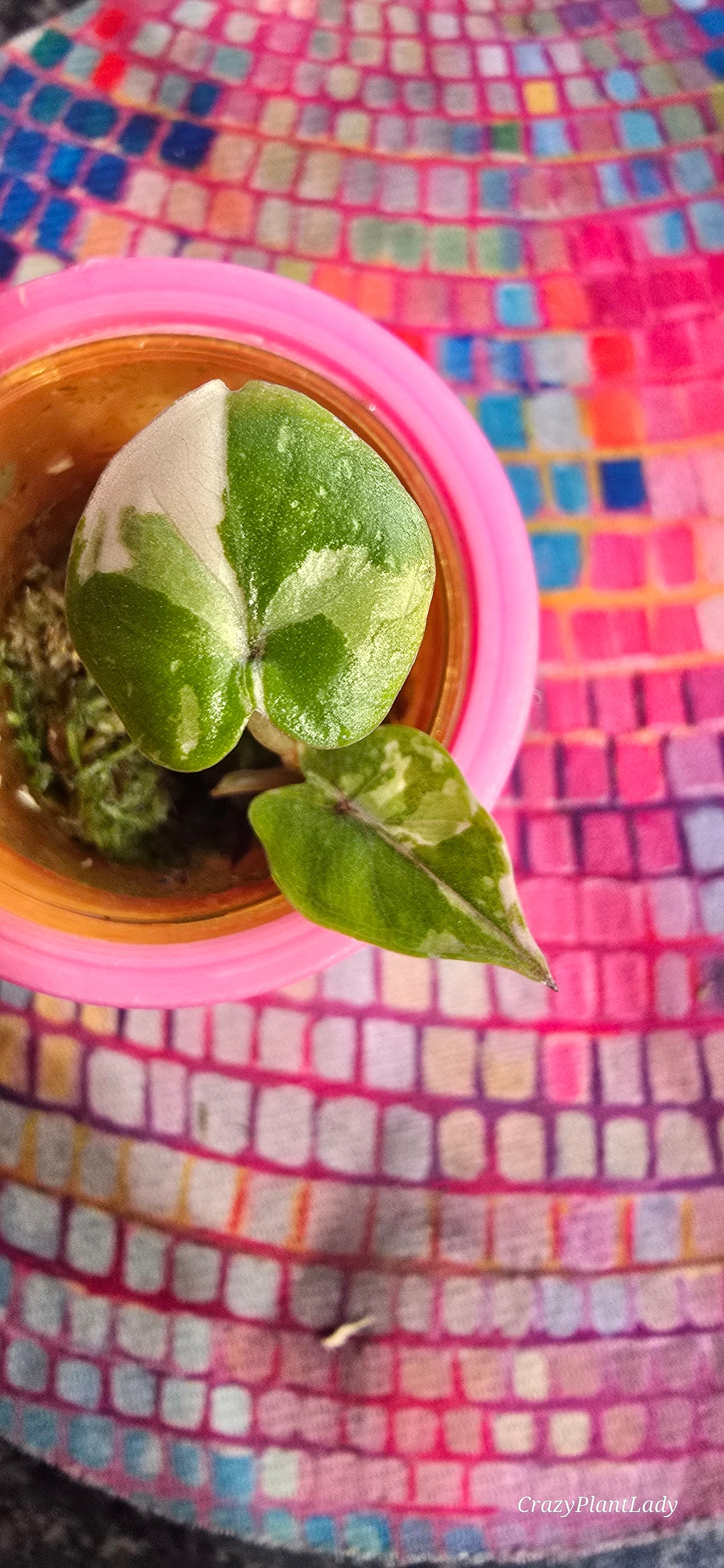 Alocasia Serendipity Pink