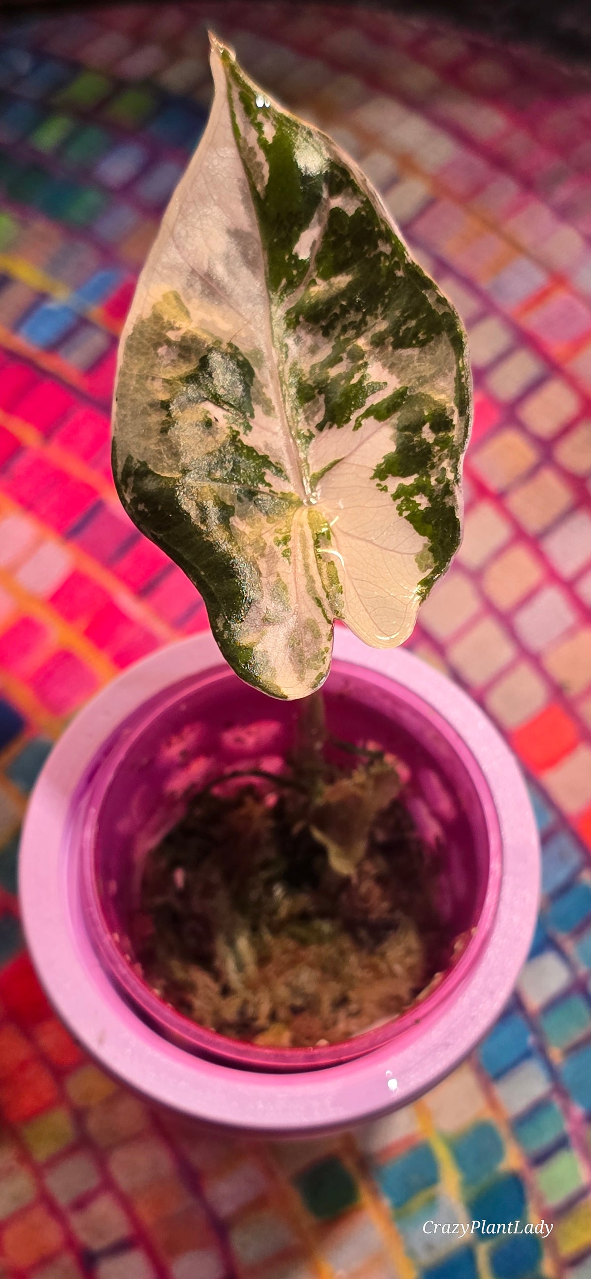 Alocasia Pseudo Sanderiana Pink — Exact Plant 💖
