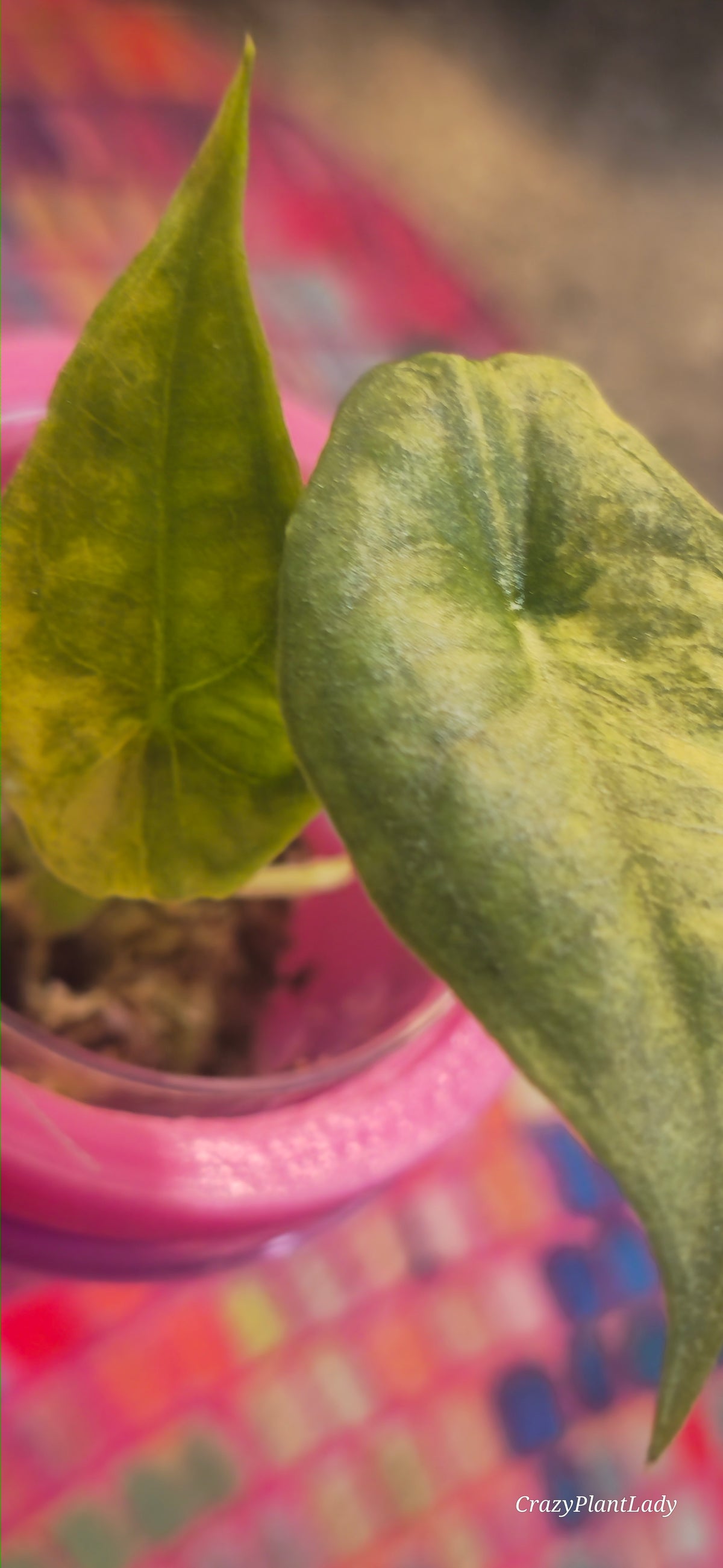 Alocasia Dragonsbreath Aurea Baby Plant 🌈🪴🩷