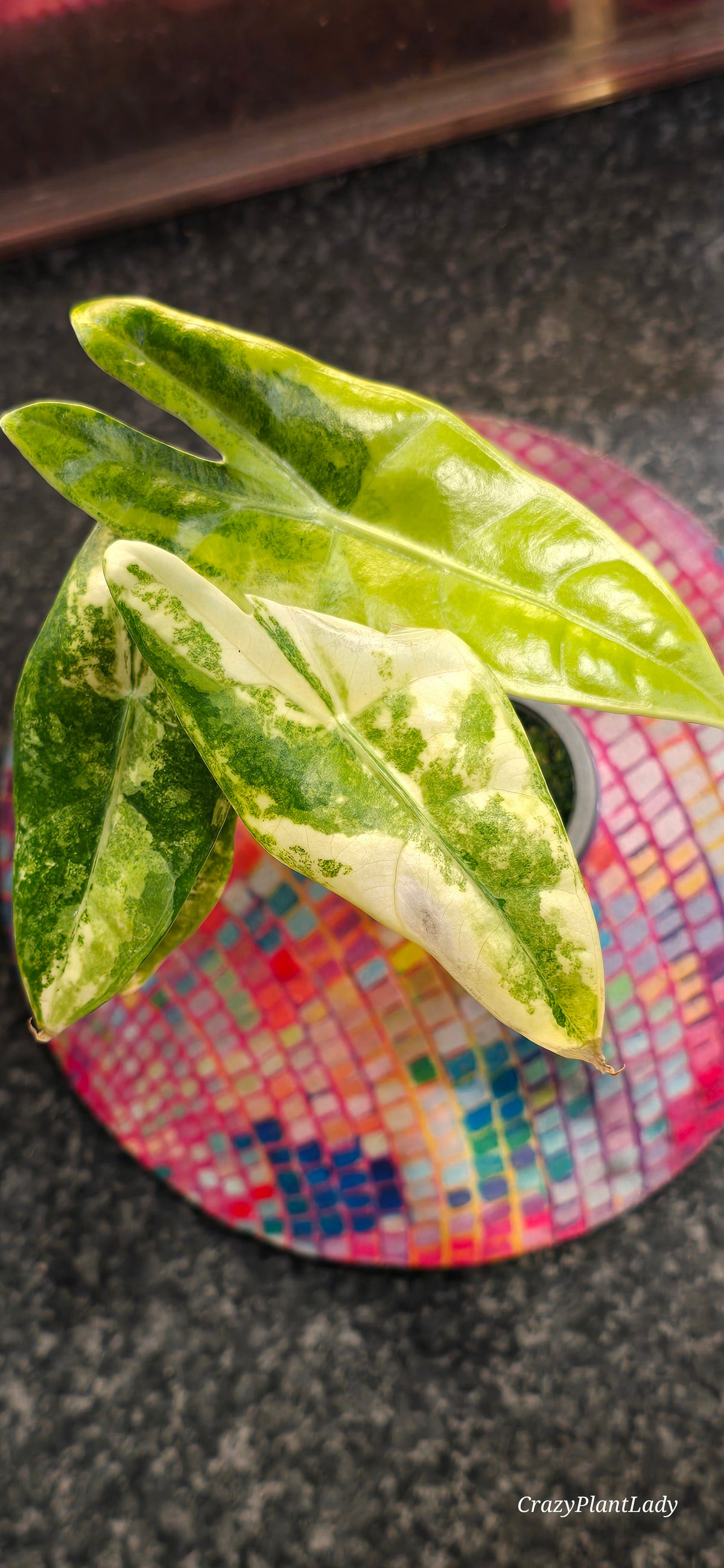 Alocasia Longiloba Aurea 🌈🪴🩷
