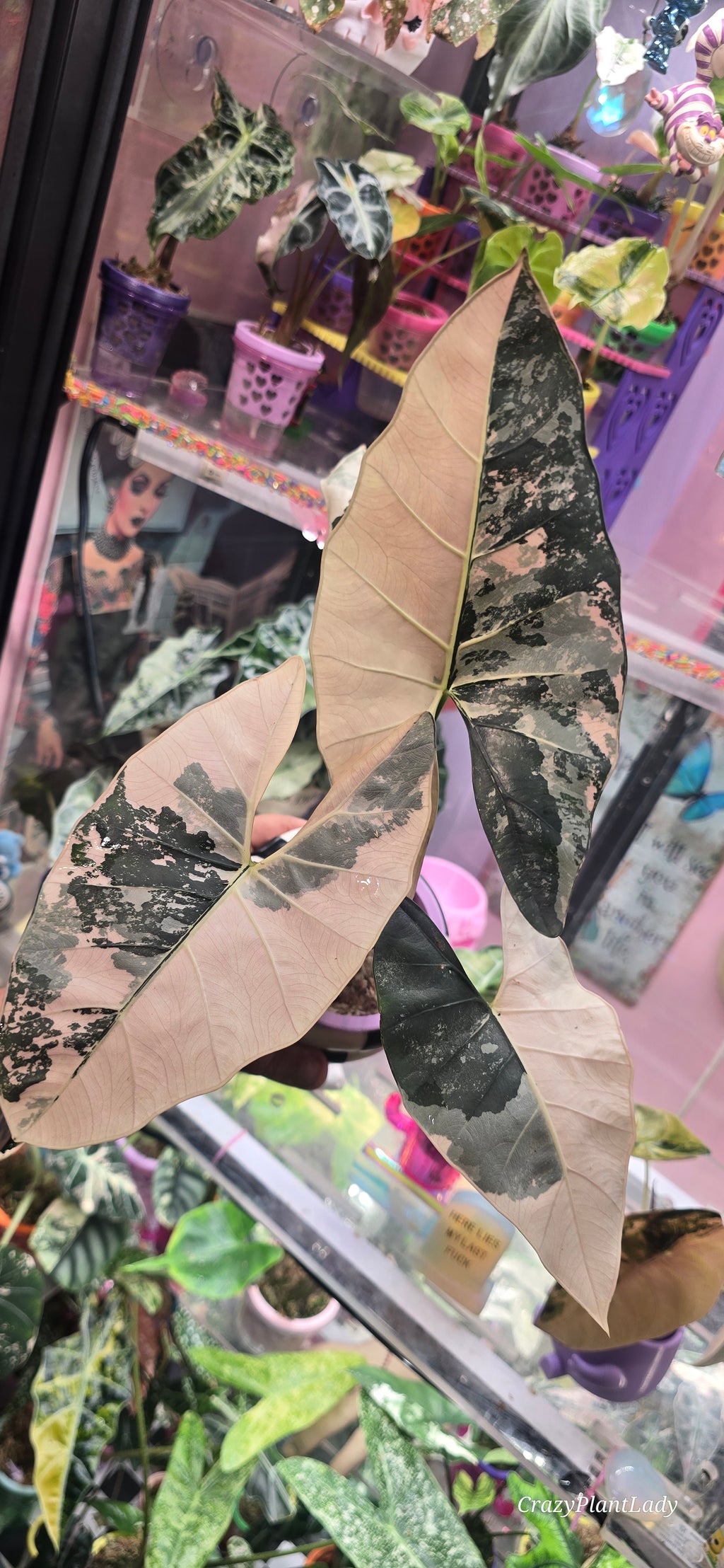 Alocasia Scabriuscula Albo Pink Variegated 🌈🪴💗