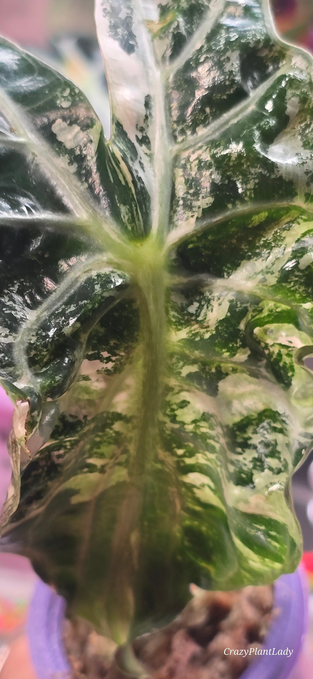 Alocasia Pink Venom Corm 🌿🩷