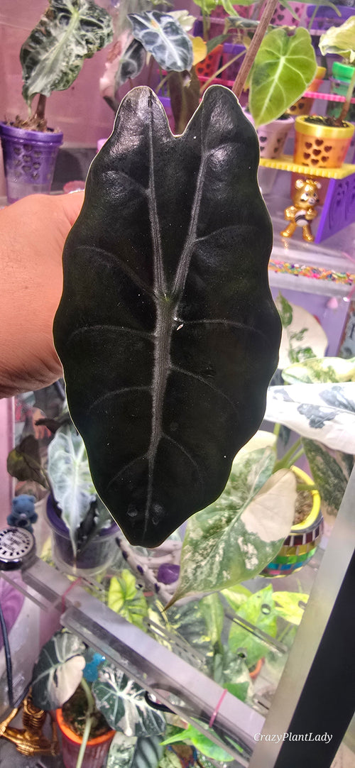 Alocasia Chantrieri Albo Pink 🪴🌈🩷