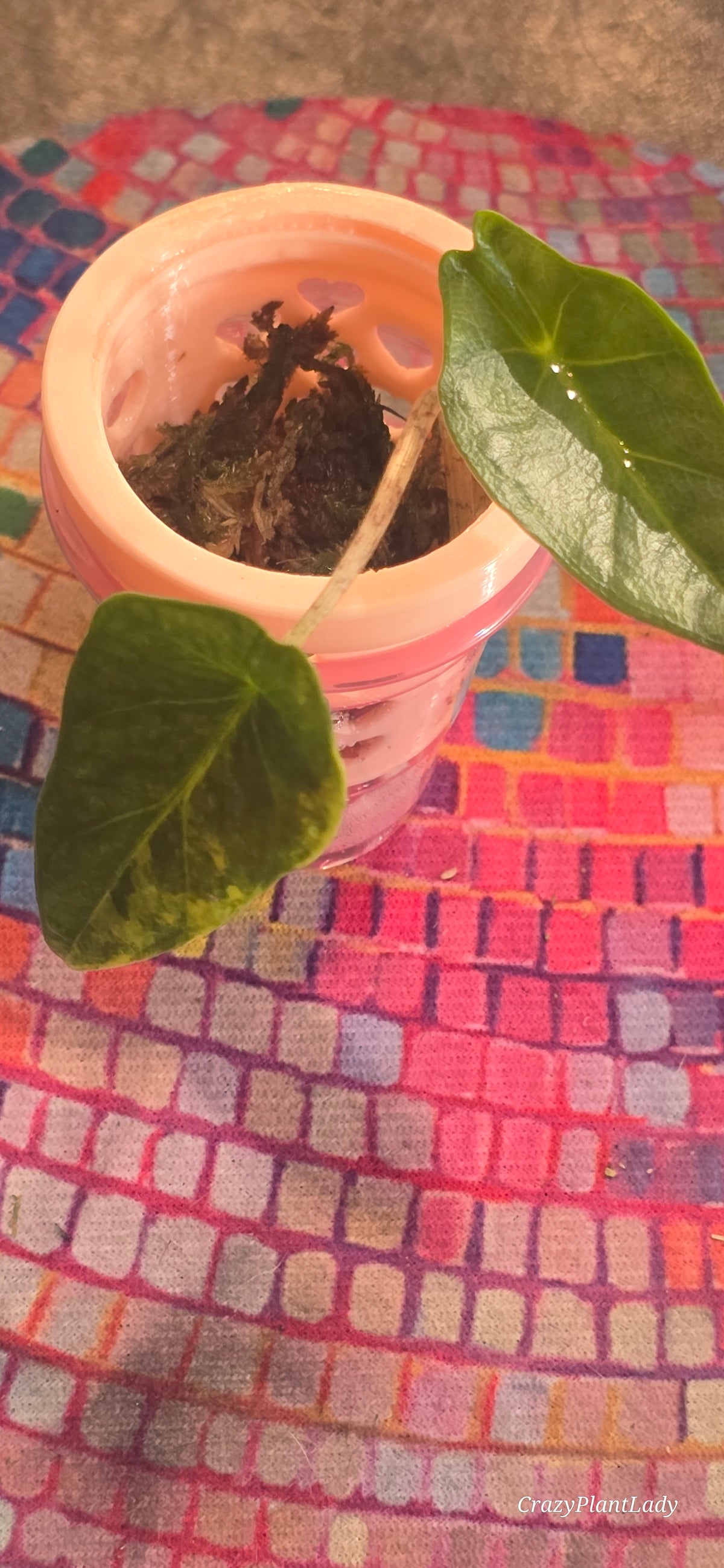 Alocasia Heterophylla Metallic Blue Aurea