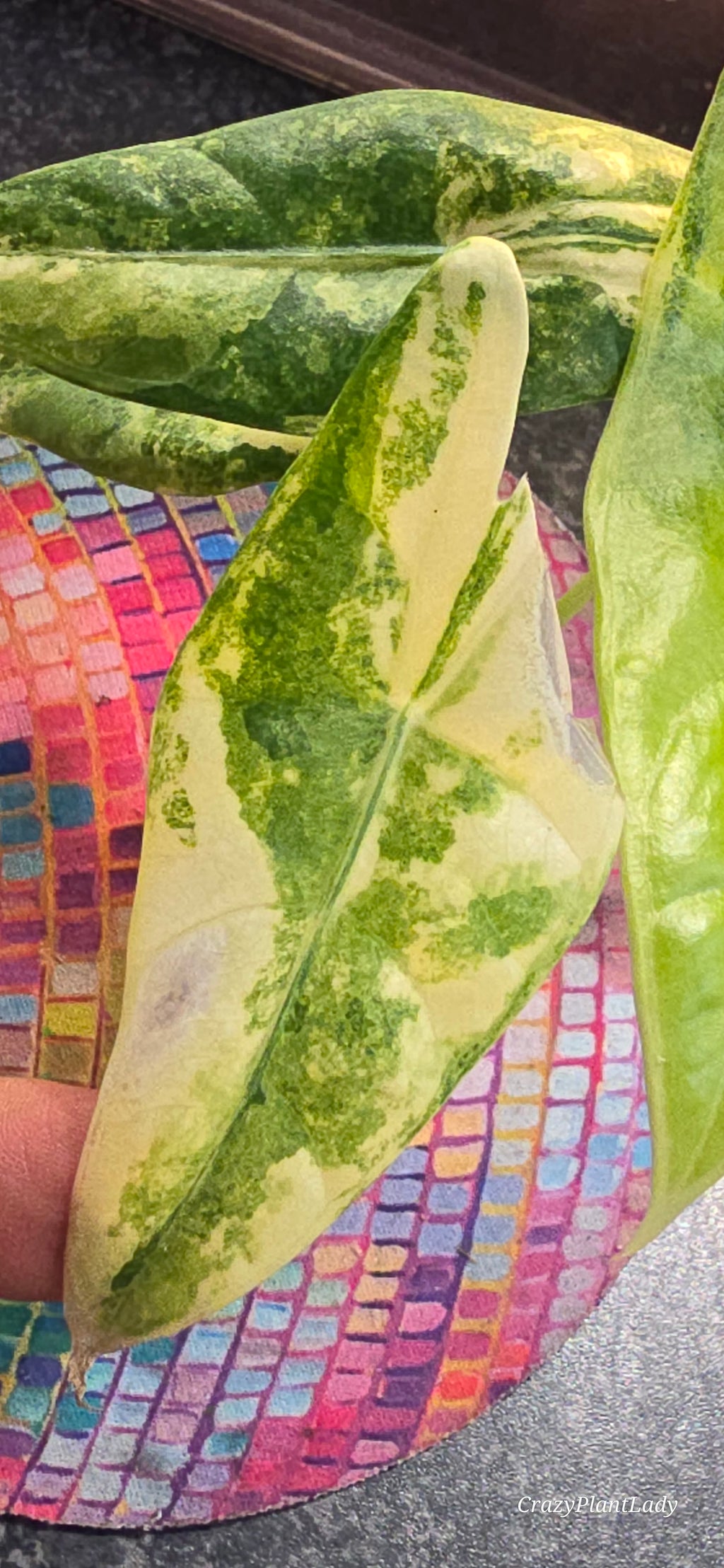 Alocasia Longiloba Aurea 🌈🪴🩷