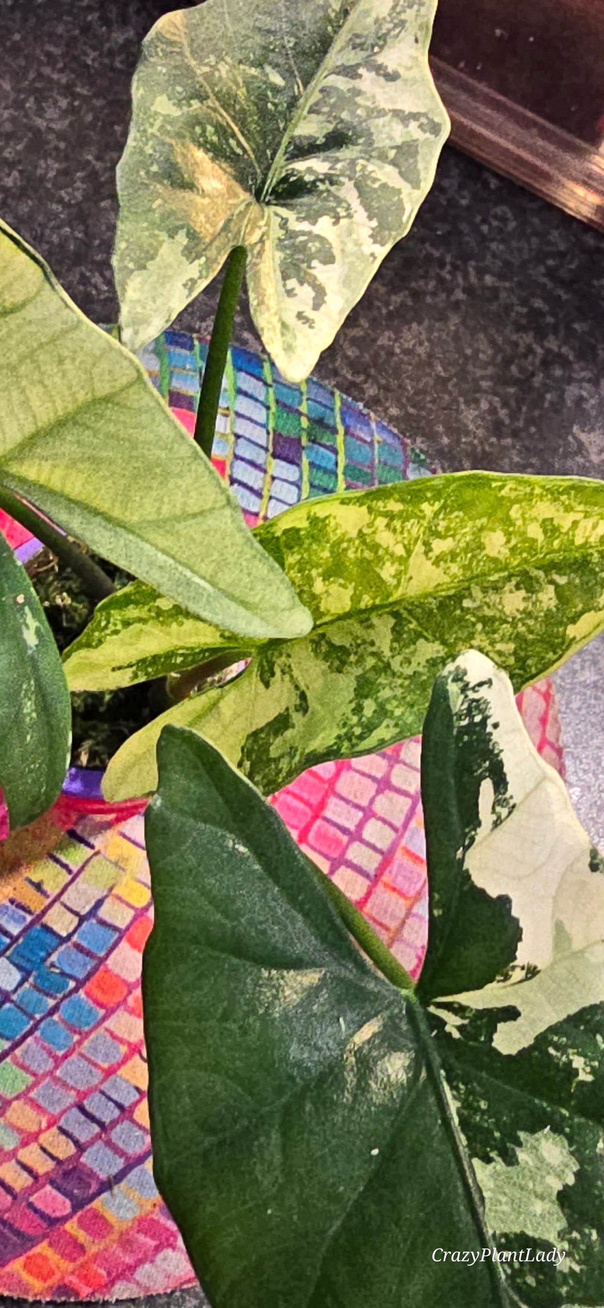 Alocasia Simpo Albo — Corm Only 🌰🌈🪴