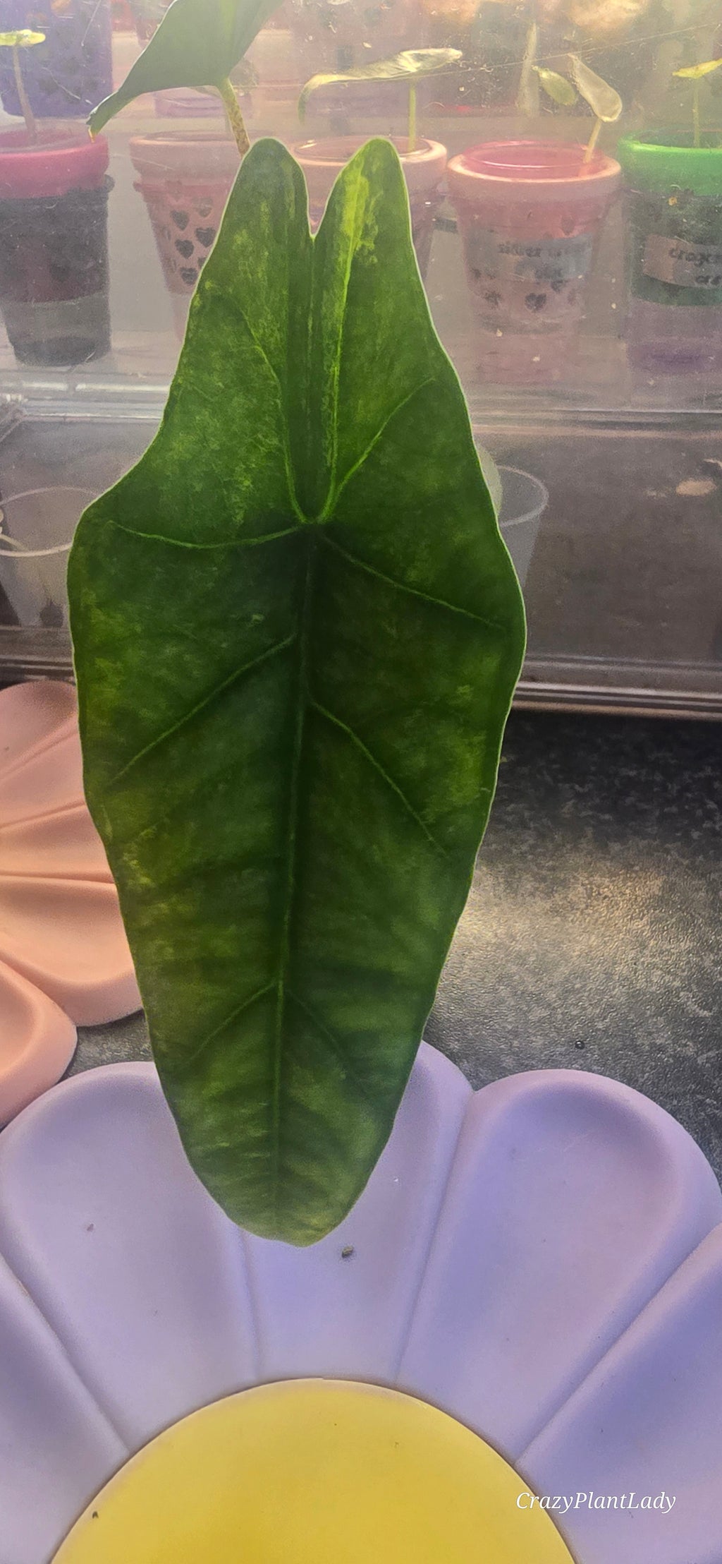 Alocasia Heterophylla Metallic Blue Aurea Variegated 💙🌈✨