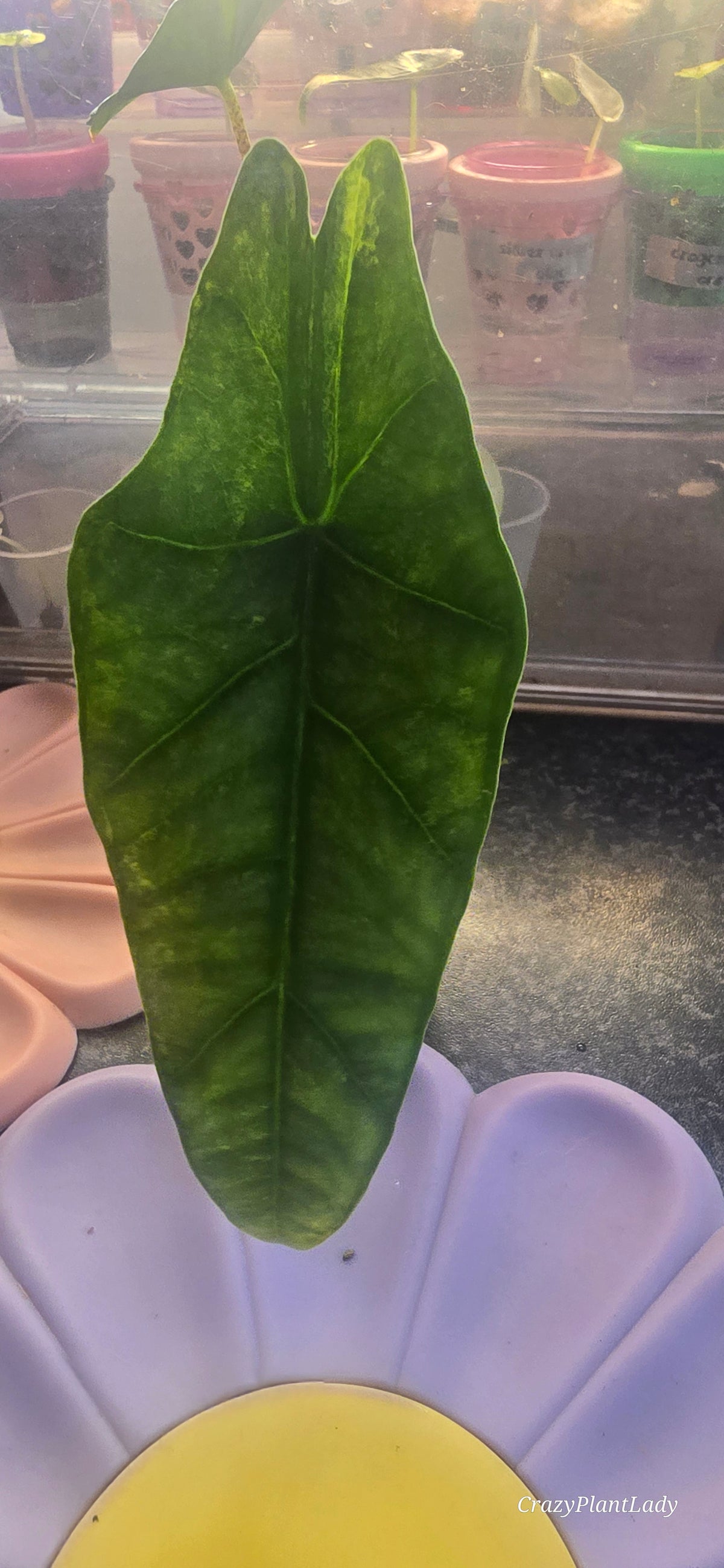 Alocasia Heterophylla Metallic Blue Aurea Variegated 💙🌈✨